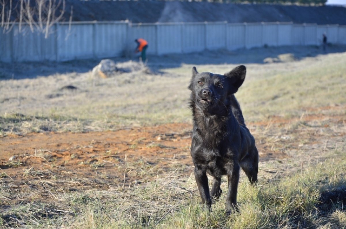    Неравнодушные вартовчане забрали к себе домой 25 животных.
