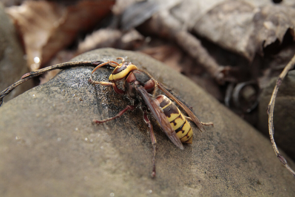 Шершень обыкновенный Vespa crabro. Шершень обыкновенный гнездо. Шершень Vespa SP. Шершень Дыбовского черный.