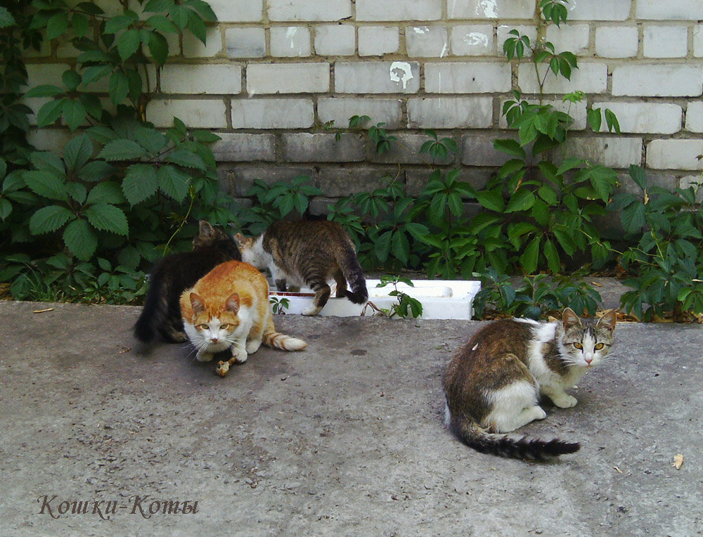 Кошачья кормушка. 