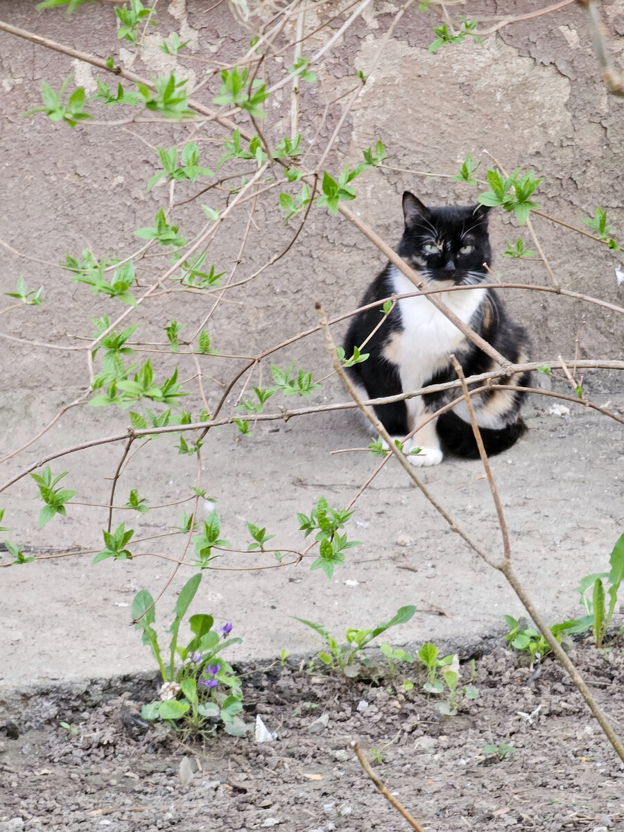 кот новости сегодня