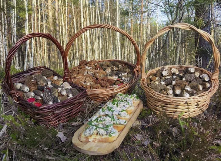 Фото с канала Грибы 4х4 (Offroad Mushrooms) - сбор в выходные 15-16 апреля 2023 на Востоке Подмосковья  https://dzen.ru/id/60bdf9f464d49f34d73dee8b
