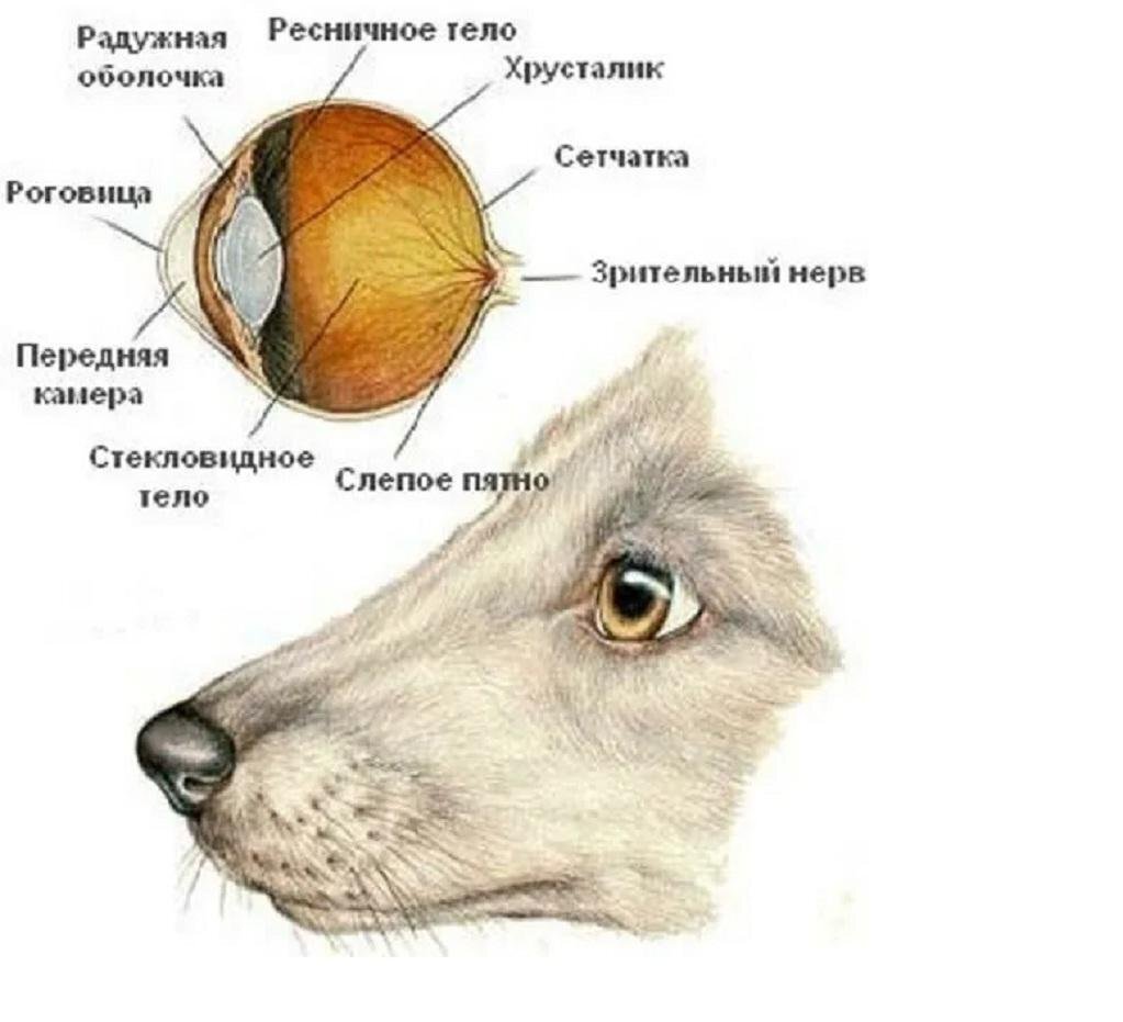 Строение глаза собаки схема