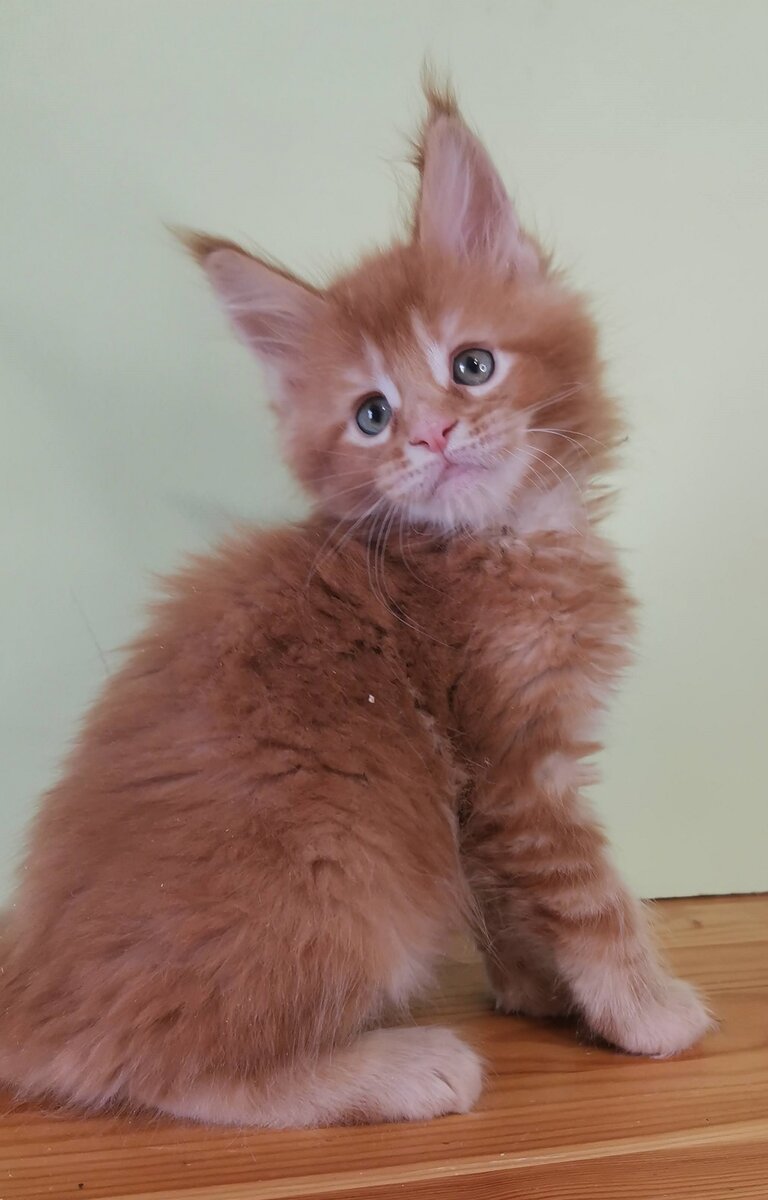 К первой вакцинации готов!