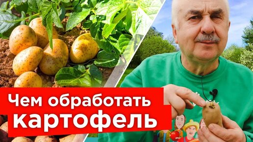 На моем картофеле нет ни жуков, ни болезней, а все потому, что обрабатываю клубни перед посадкой!