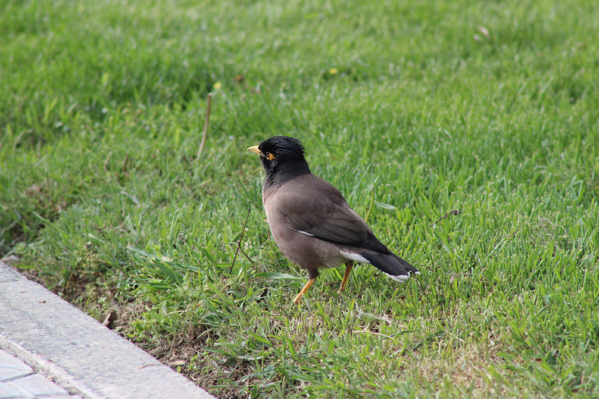Местный обитатель – майна. Говорят, такая же умная, как попугай жако