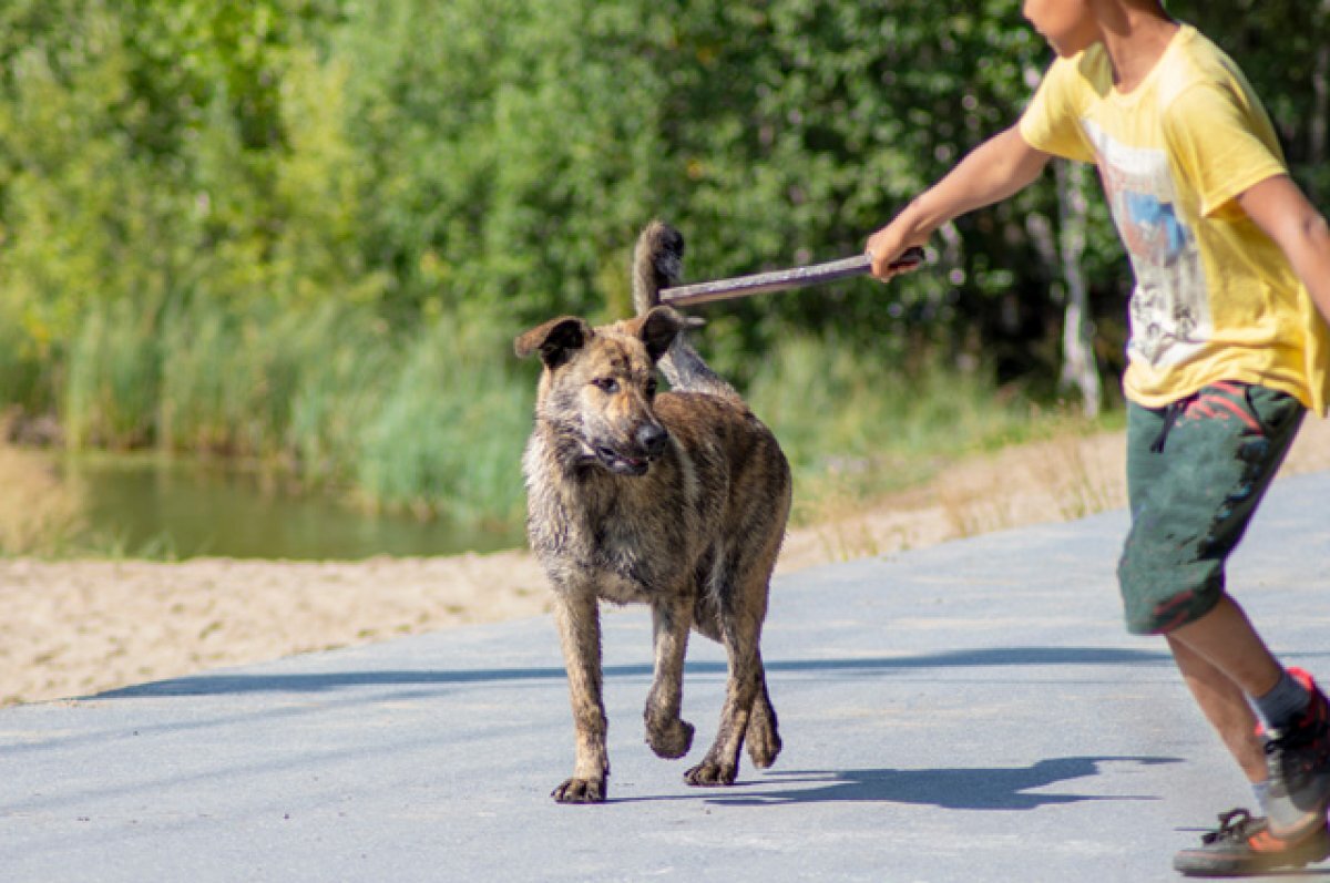    Оренбургский губернатор предложил гуманно усыплять бездомных собак