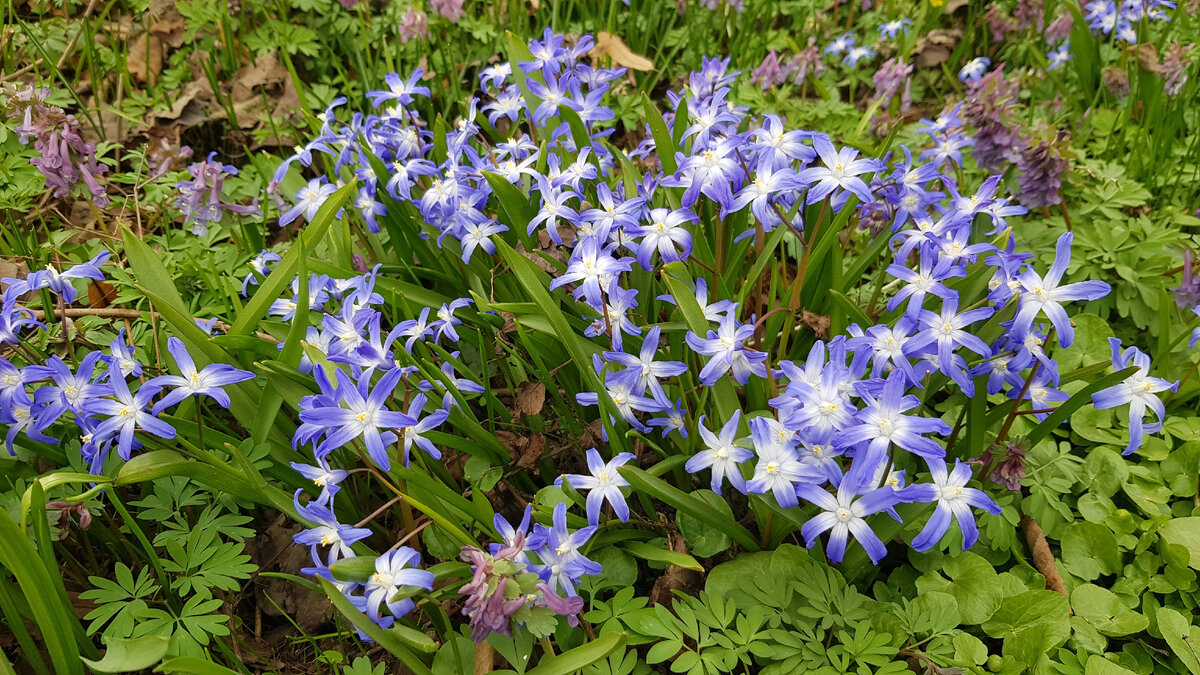 Хионодоксы