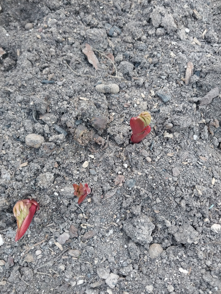 Всходы межвидовых гибридов в моем саду