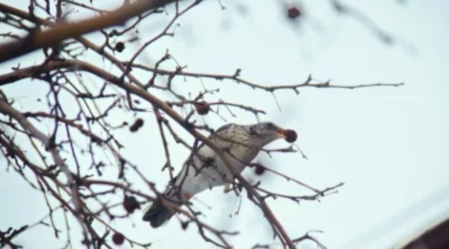 Какие птицы прилетают весной. Птицы которые прилетают весной. Раньше других птиц прилетают. Птицы которые прилетают зимой в город. Птицы которые прилетают в мае.