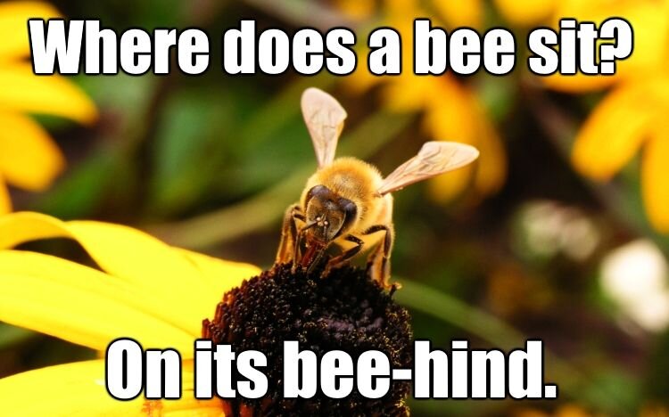 Is like a bee. Bee meme. Мы просто пчелы. Пчела и жаба Мем. Женщина с пчелами Мем.