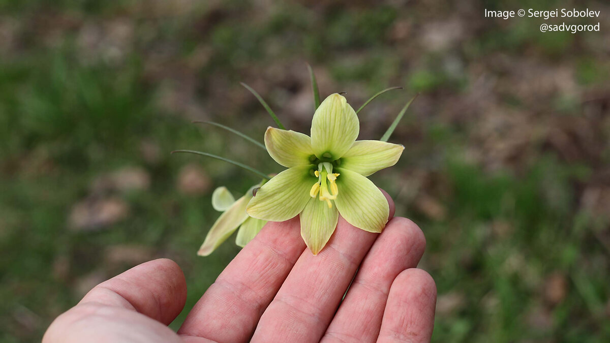 Вообще, цветочки хороши, даже несмотря на то, что смотрят вниз.