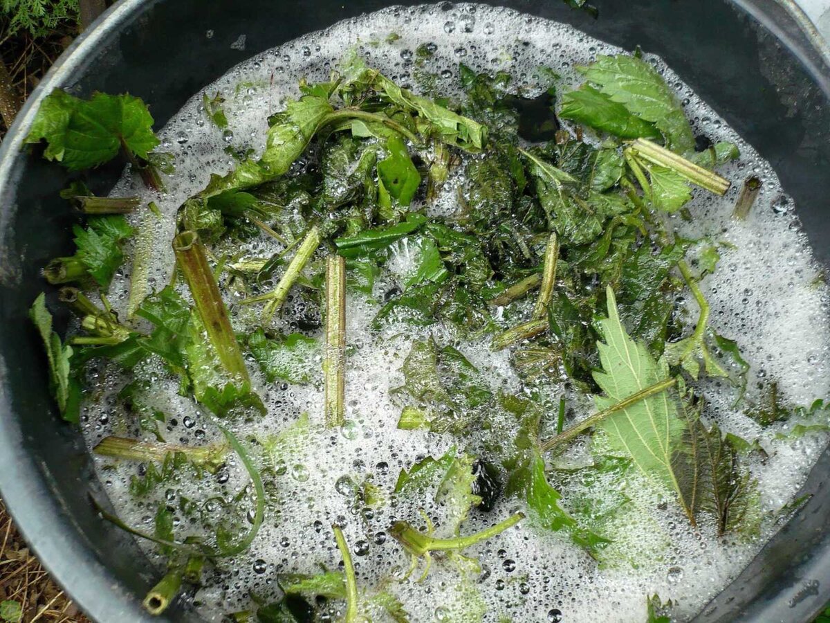 настой крапивы нужно использовать избирательно чтобы не навредить. 