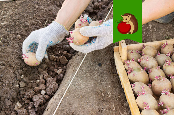 На носу майские праздники – традиционное время для посадки картофеля. Наверняка многие приступают к этому непростому делу именно в это время.