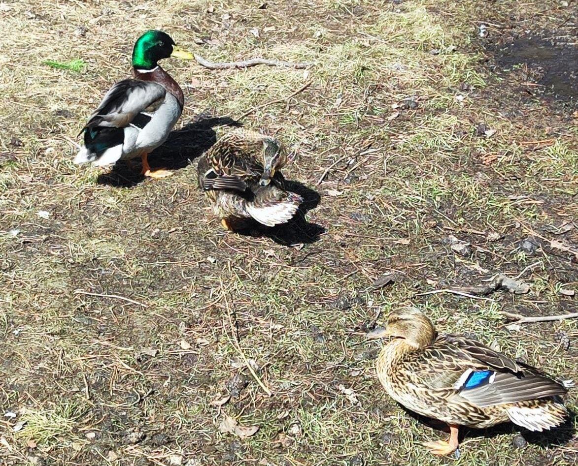 утки в зоопарке москвы. утиное озеро (новосибирский академгородок). семья уток. утки новосибирского зоопарка. озеро с утками в академгородке новосибирск.