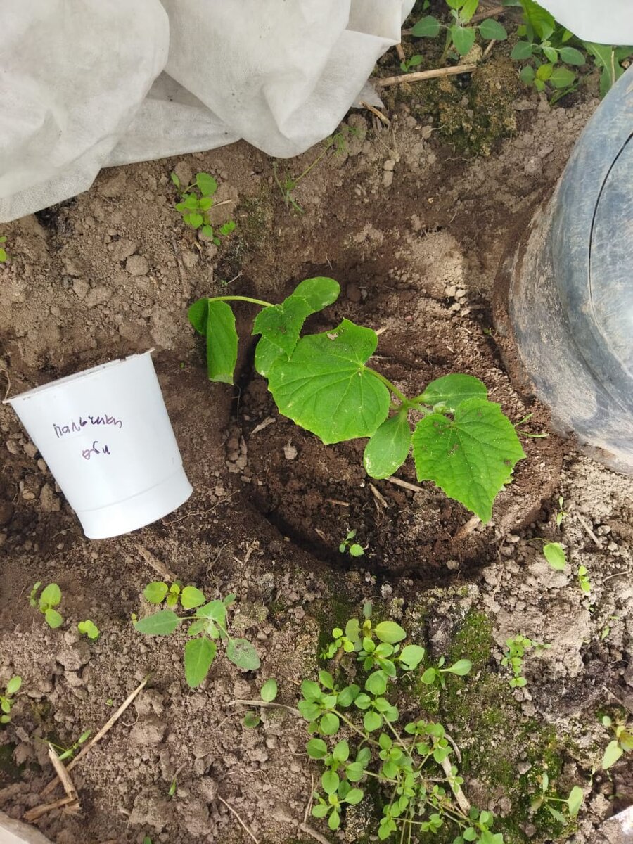 Здесь корни не оборвала. Листайте