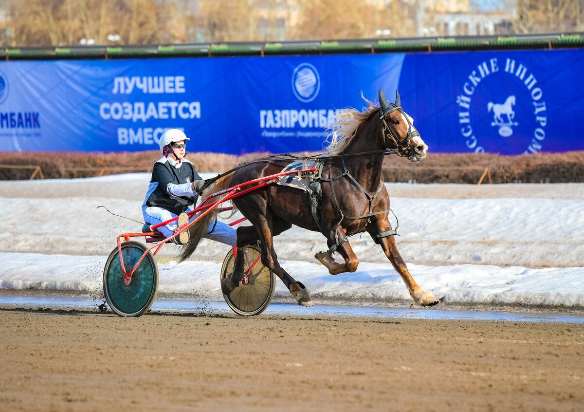 Орловский рысистый Посланник Лок (Сок - Пасха), 2018 г.р. и Евгения Солодухина на дорожке ЦМИ. Заводчик лошади - ООО «Конный завод «Орловский Фаворит», владелец - С.В. Лакс. Фото: А. Николенко. 