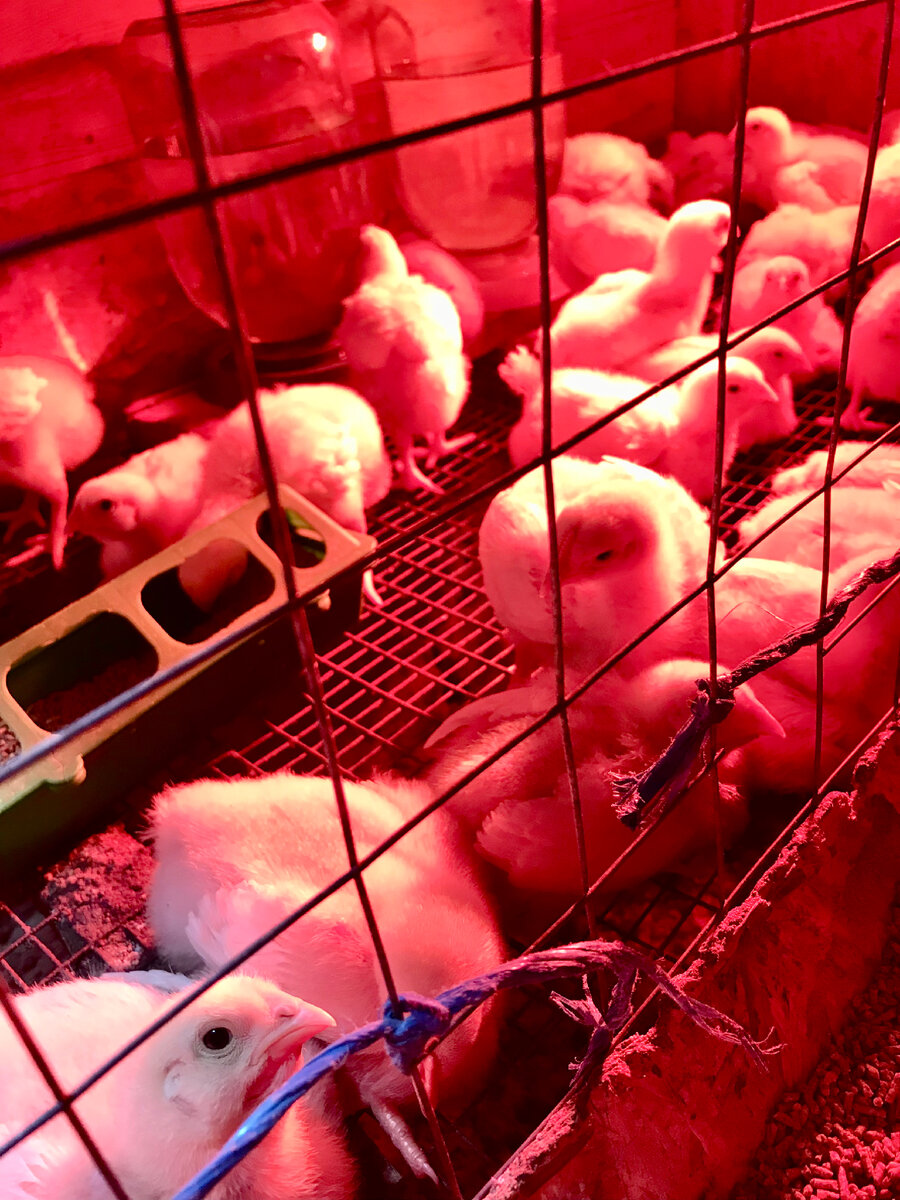 Сегодня птице 10 дней. Все живы здоровы!