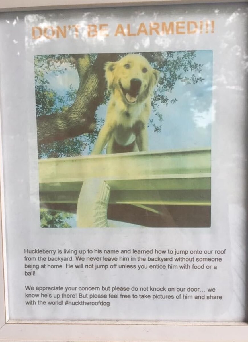 Смешная записка от хозяев с пояснениями о том, почему их собака часто сидит на крыше