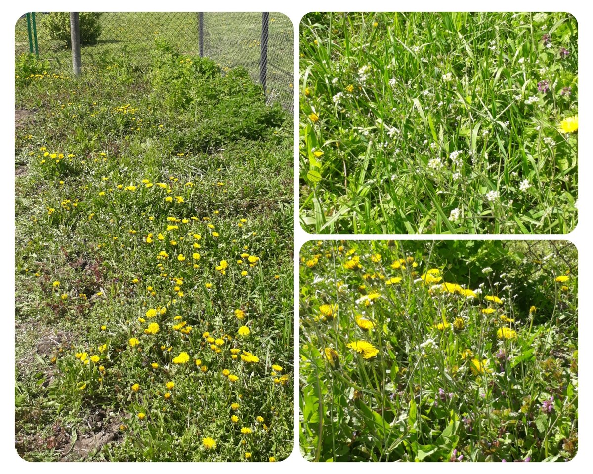    Экспериментальная площадка №1