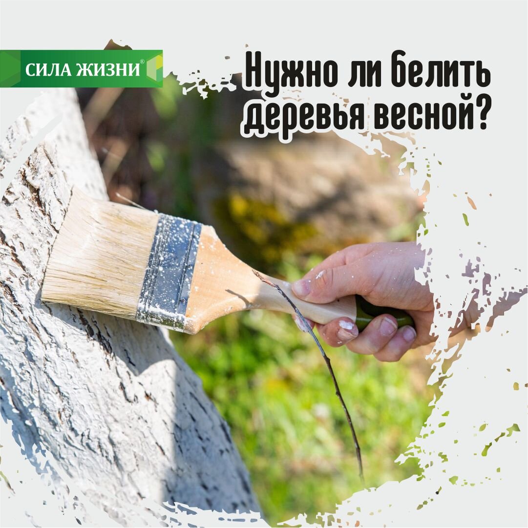 Нужно ли белить деревья весной? | Сила Жизни | Дзен