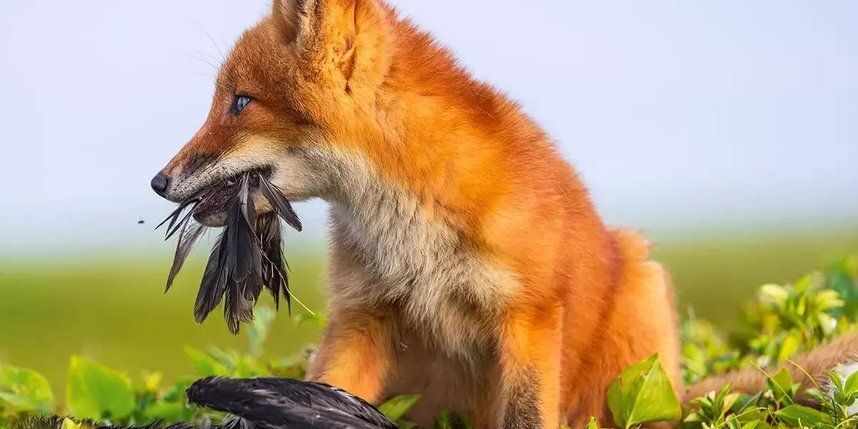    "Молодой охотник". Этот лисенок родился на берегу Тихого океана, недалеко от Кроноцкого лимана. На полоске суши между океаном и рекой много возможностей добыть пищу – охотиться на птиц и рыбачить. Но и конкурентов в борьбе за корм – медведей волков и росомах – немало.Дмитрий Шпиленок.