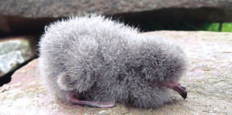 Решил почистить комп, но пыль в нём обрела собственную жизнь. Помогите, я не знаю, что делать! 