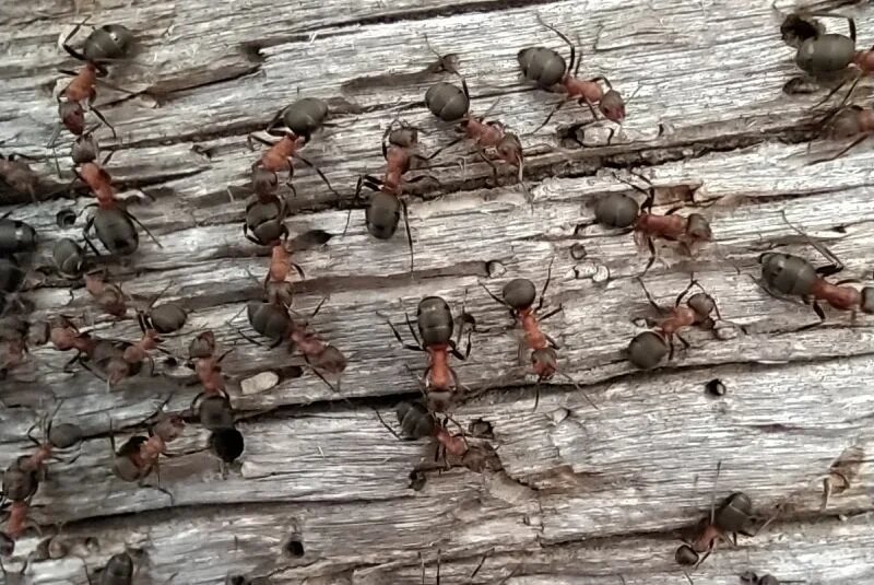 Лесные муравьи, которые поселились в конце участка.
