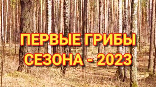 ПЕРВЫЕ ГРИБЫ СЕЗОНА - 2023. Сериал 