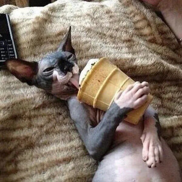 иллюстрация из яндекс картинки.