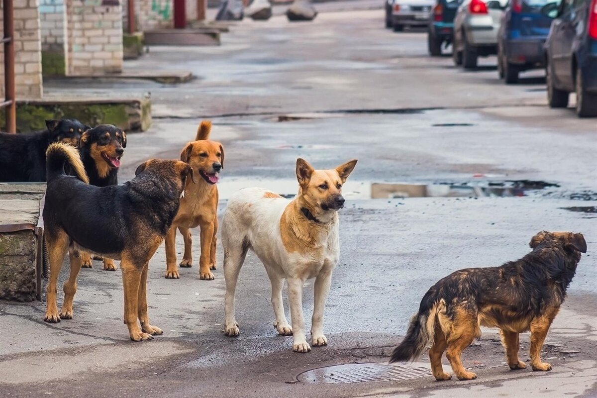 Уличные породы собак