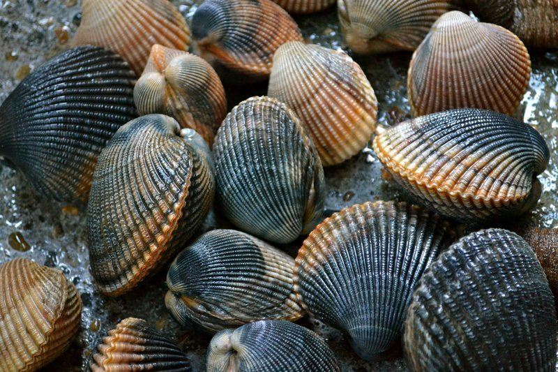 Двустворчатые моллюски - биофильтры воды.