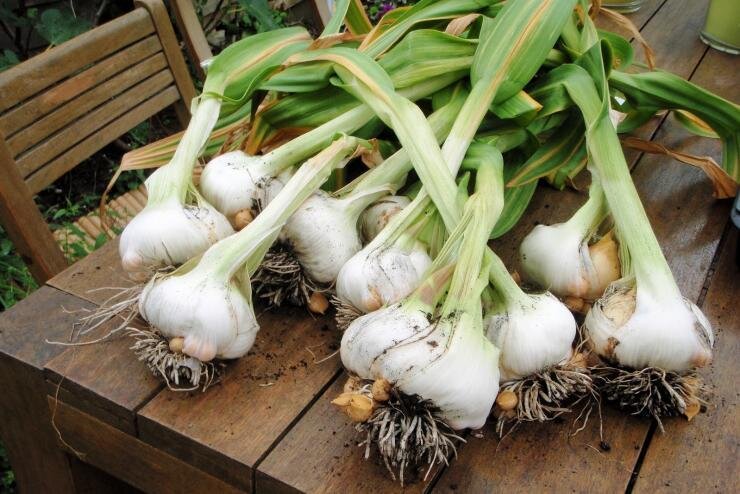    Рокамболь с дочерними луковками, фото с сайта antonovsad.ru