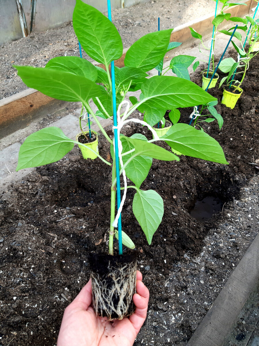 Фото автора. В стаканчиках из Леруа корневая система отличная. 