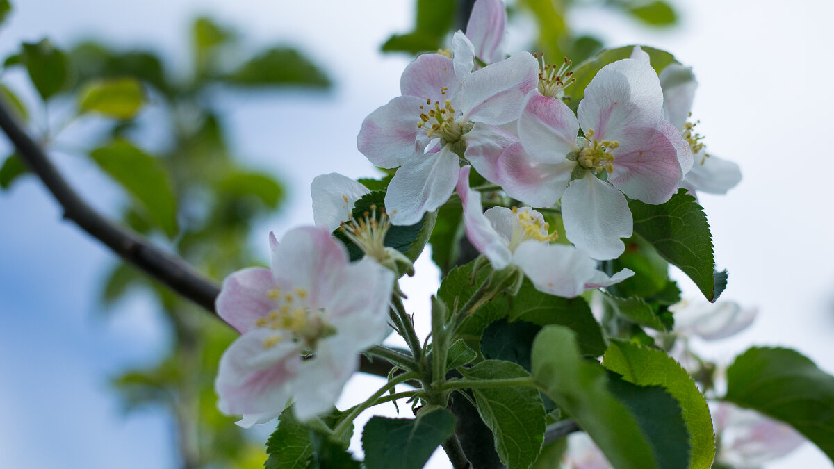 Яблоня Голден делишес