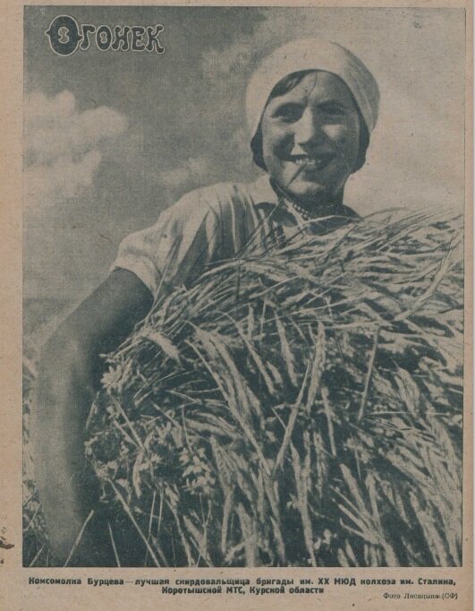 Комсомолка Бурцева - лучшая скирдовальщица бригады им. XX МЮД колхоза им. Сталина, Коротышской МТС, Курской области. Фото Лисицына (СФ)