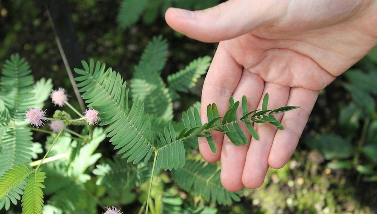 Dosakaya plant