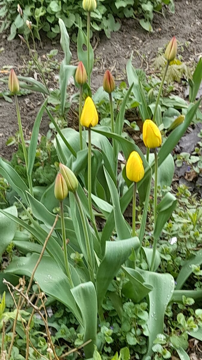 Жёлтые тюльпаны