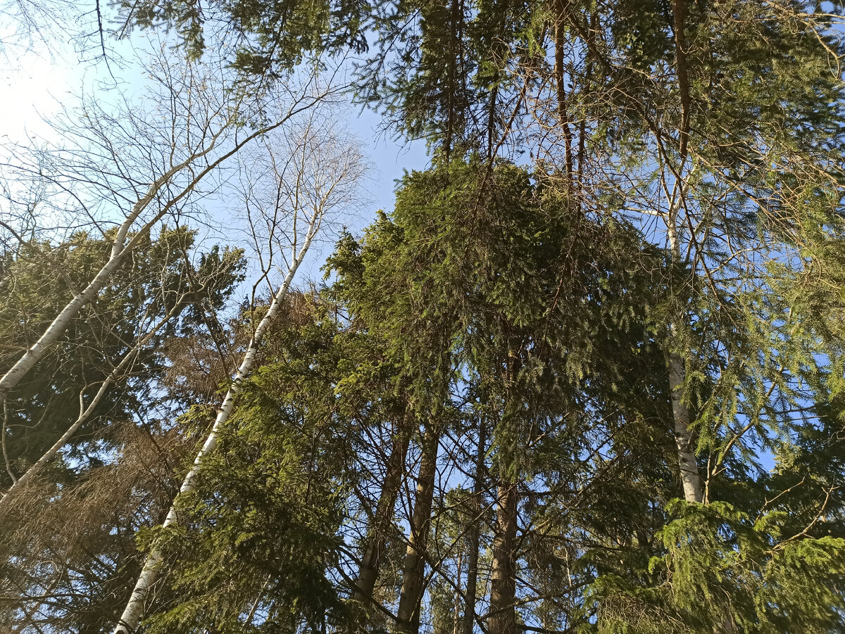 Лес рядом с домом на даче, Калужская область