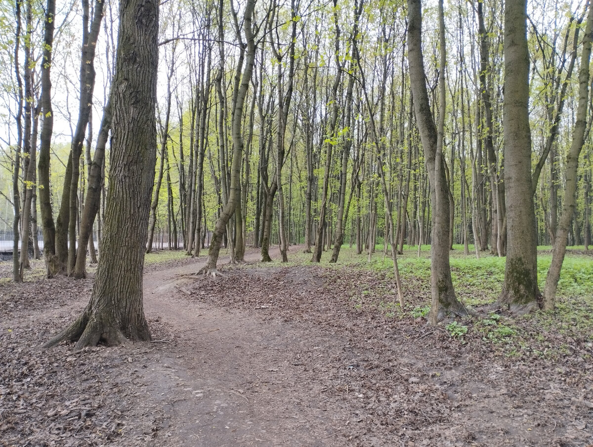 Измайловский лесопарк. Фото автора канала