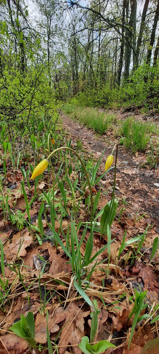 Лесные тюльпаны, Саратовская область 29.04.2023 