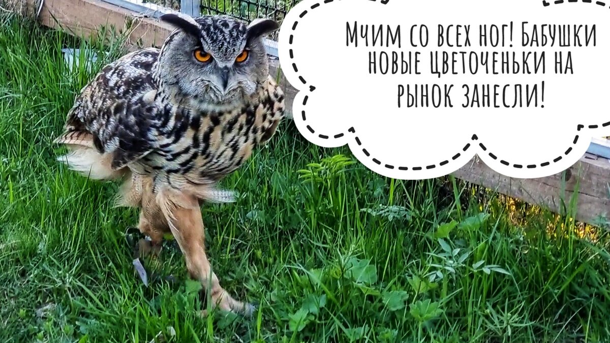 Сова филин Ёль мчит со всех ног