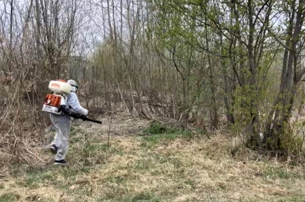    В Тюмени 2 мая парк имени Гагарина обрабатывают от клещей