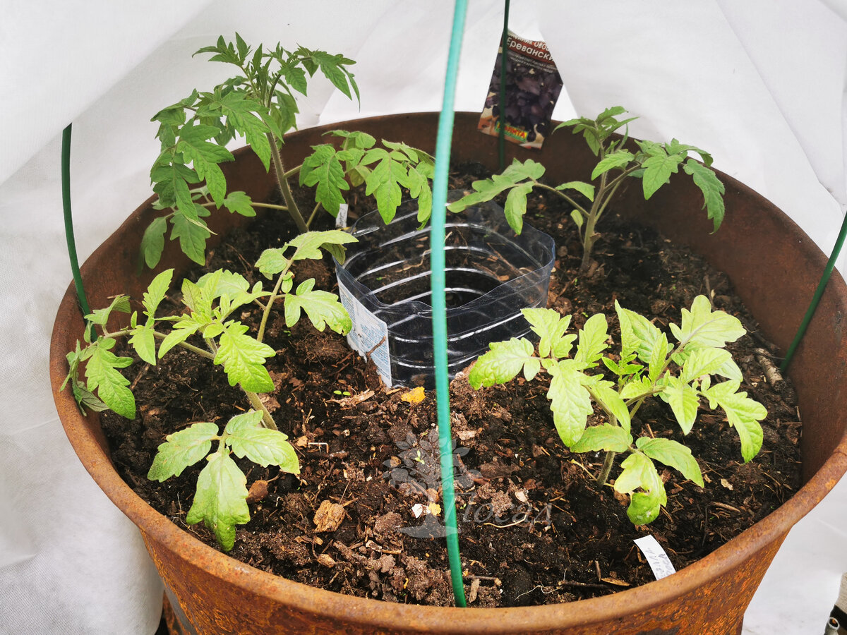 Помидоры с честью перенесли первую часть похолодания. Только крепче стали  вширь разрослись. Холод, голод и покой - секрет коренастых помидоров. 😉😉😉