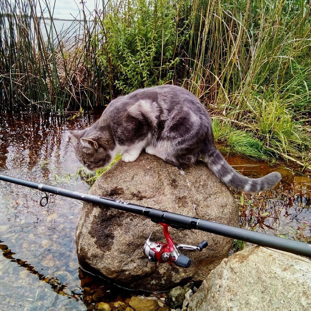 Лови кота. Кот рыбачит. Кот с удочкой. Кот на рыбалке. Кот ловит рыбу.