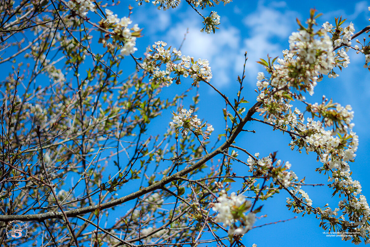 Цветение вишни 🌸 
Снято: 24 мая 2020 года
Фотограф: Анастасия Белякова