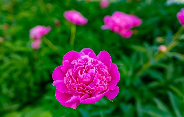 Фото из интернета