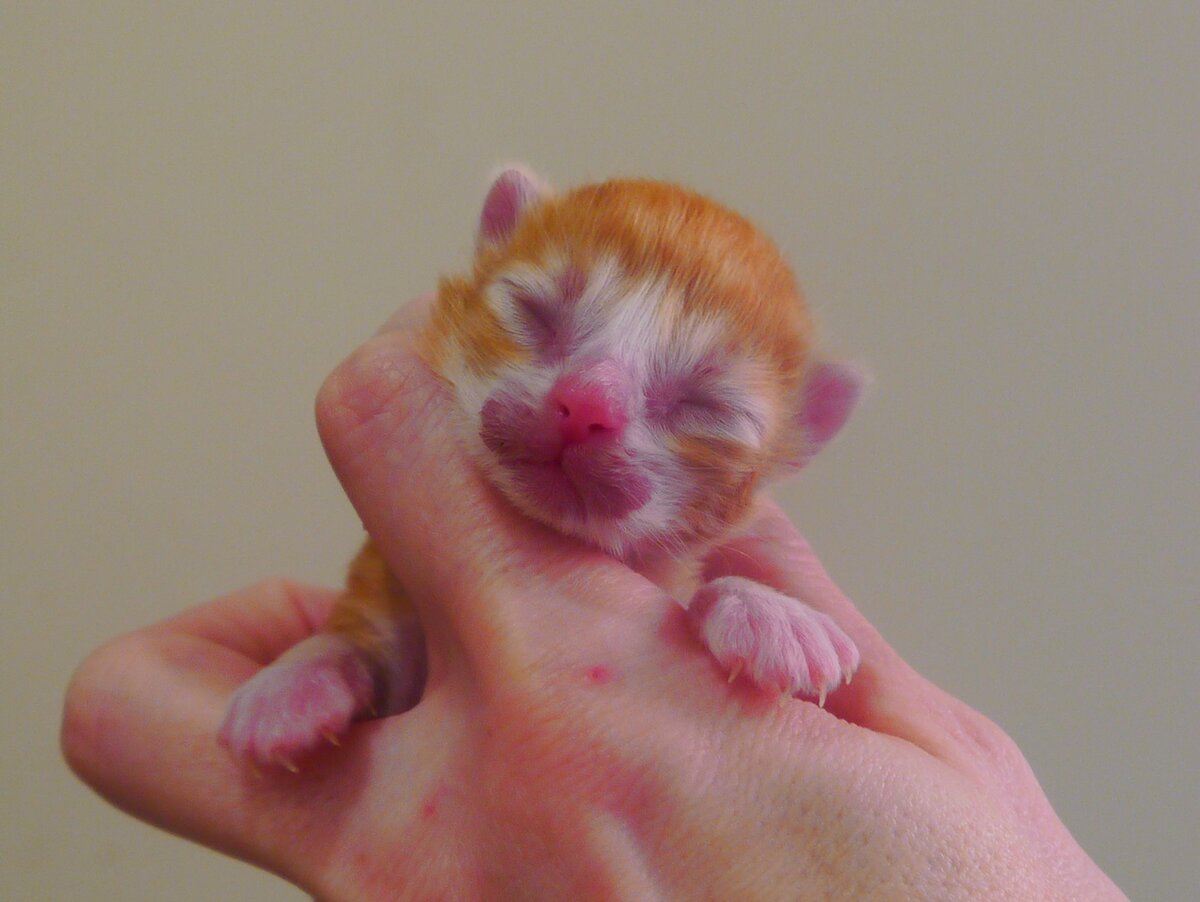 Норвежский лесной котёнок, fashionpeak.ru