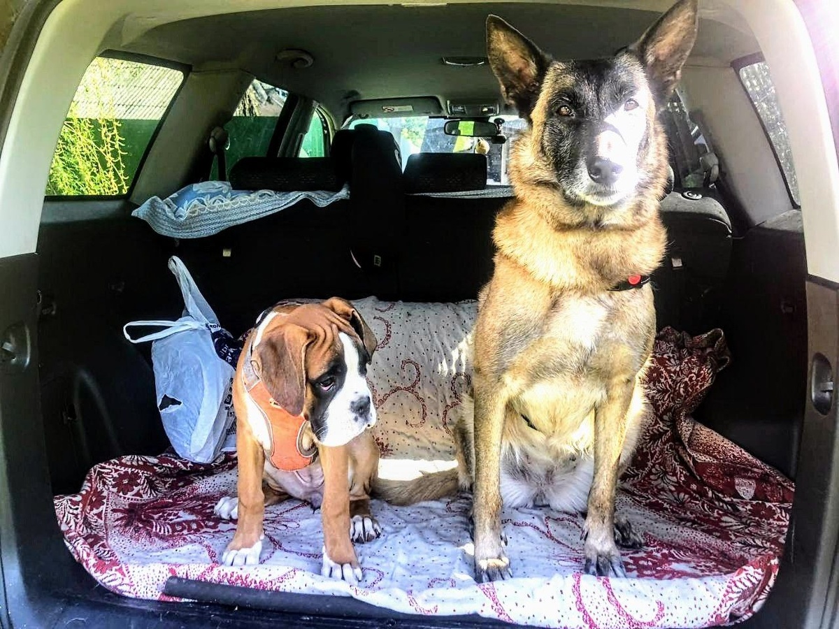 Рекси и Перси готовы к отдыху!