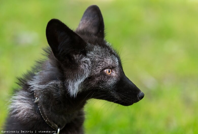    Архивное фото