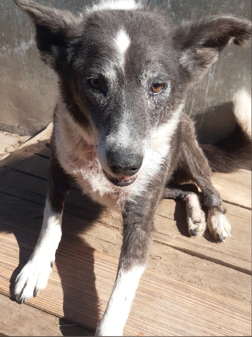 Всем привет от Дымы, ей снова очень нужна Ваша помощь в покупке корма ...